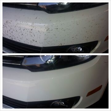 Bug Remover